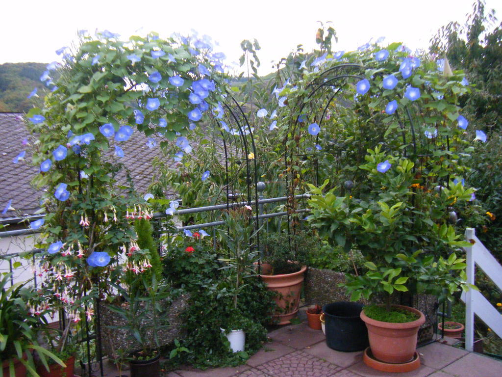 Ferienwohnung M. Lemmermeyer Neumagen-Dhron Esterno foto